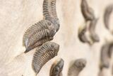 Foot Mortality Plate Of Sokhretia Trilobites - Massive Display! #164746-10